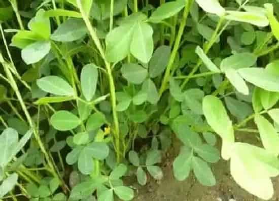 种植管理|秧草几月份种植合适