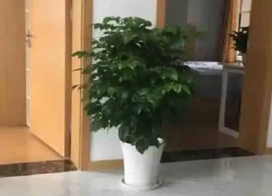 植物浇水|绿宝夏天多久浇一次水