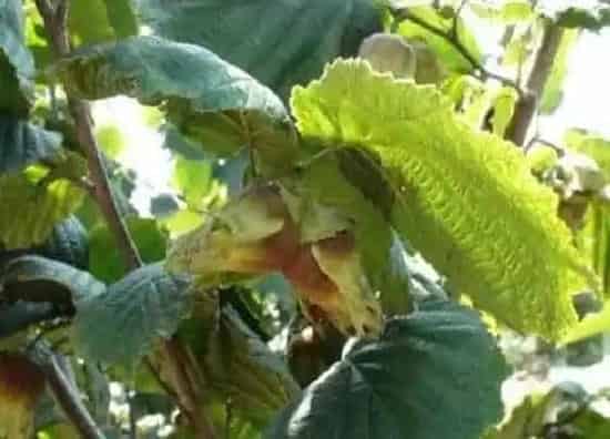 植物虫害|大榛子病虫害防治技术与方法措施