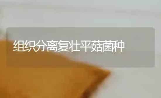 组织分离复壮平菇菌种 | 食用菌种植