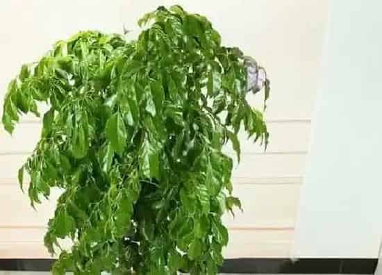 种植位置|幸福树可以种在家门口吗