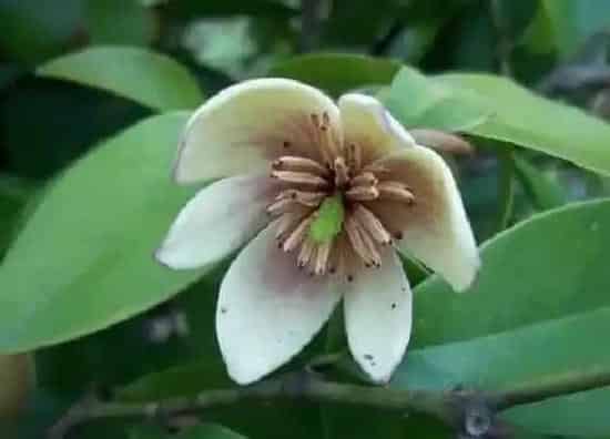 种植管理|含笑花摘心打顶时间与方法