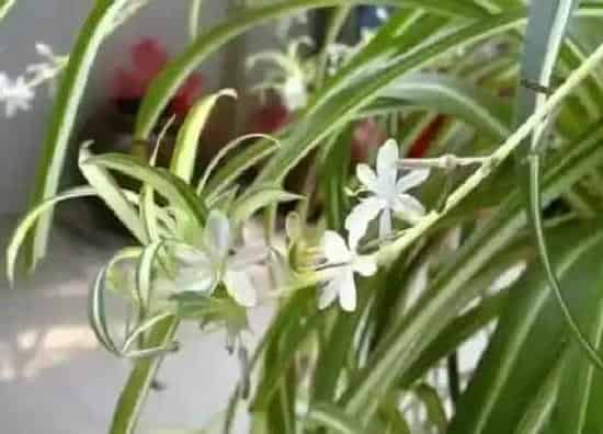 植物毒性|美国吊兰开花有毒吗 对身体有害吗