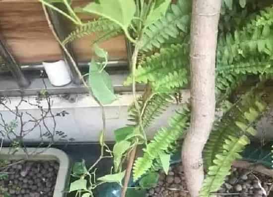 养殖科普|南方冬天适合养什么花