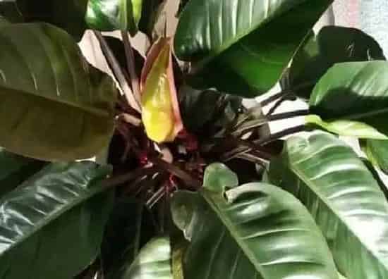 植物百科|红钻花开花吗 开花什么样子