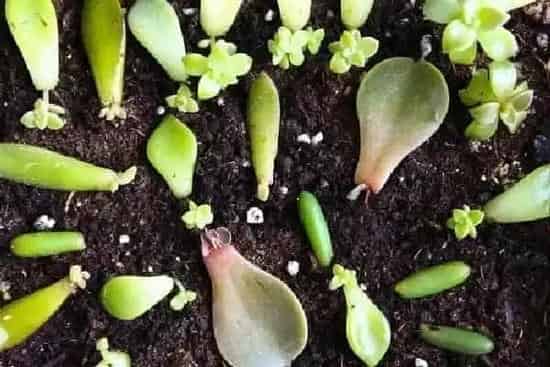 植物移栽|多肉怎么分株图解 分株时间及繁殖方法