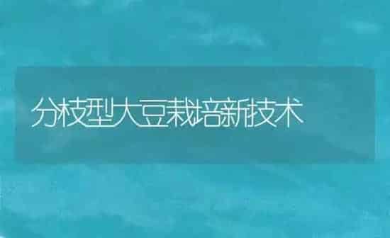 分枝型大豆栽培新技术 | 粮油作物种植