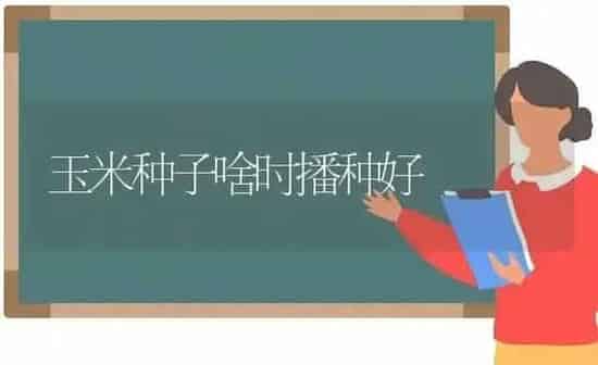 玉米种子啥时播种好 | 粮油作物种植
