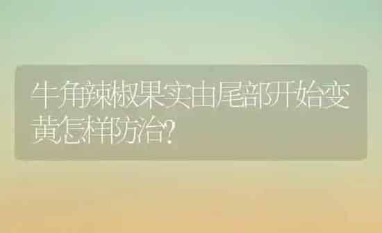 牛角辣椒果实由尾部开始变黄怎样防治？ | 瓜果种植