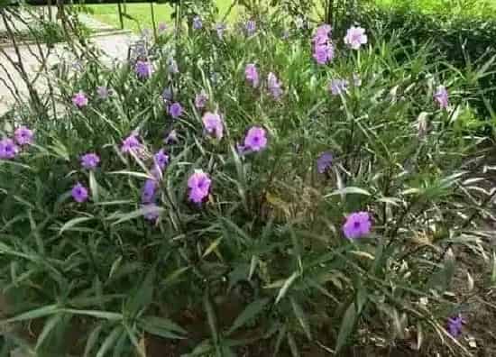 植物种类|翠芦莉是草本还是木本