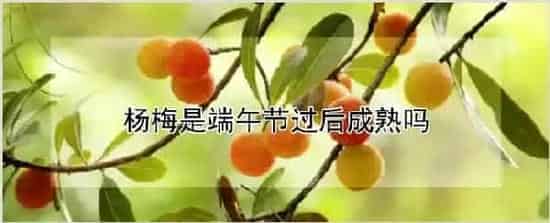 杨梅是端午节过后成熟吗 | 农业科普