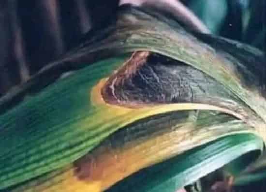 植物病害|蝴蝶兰炭疽病的发病原因及治疗方法