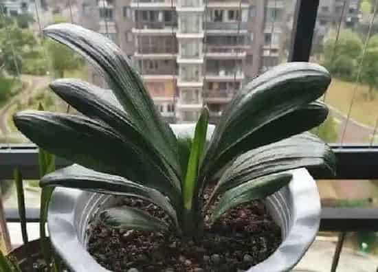 植物移栽|君子兰换盆注意事项及操作方法