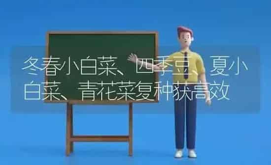 冬春小白菜、四季豆、夏小白菜、青花菜复种获高效 | 蔬菜种植
