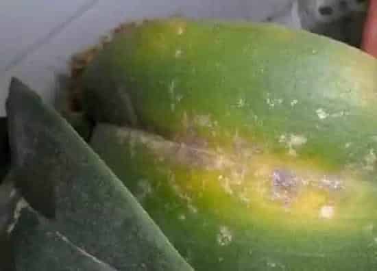 植物病害|蝴蝶兰炭疽病的发病原因及治疗方法