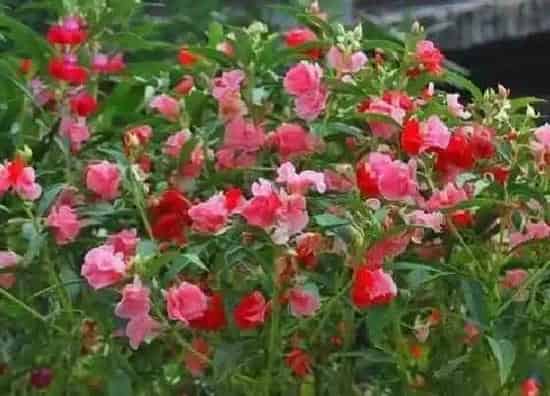 花朵|凤仙花的特点