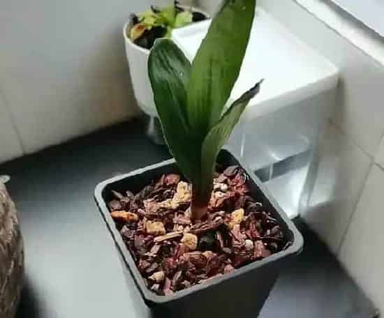 植物移栽|君子兰换盆注意事项及操作方法