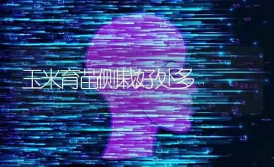 玉米育苗侧栽好处多 | 粮油作物种植