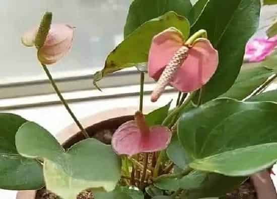 植物浇水|粉掌多久浇一次水