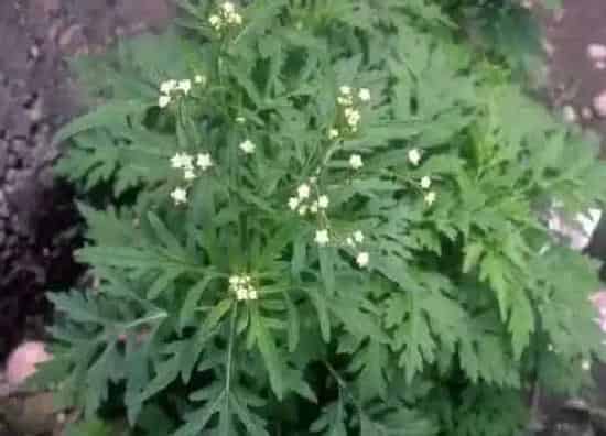 开花时间|艾草什么时候开花 开花是什么样子