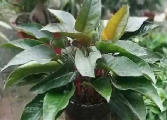 植物百科|红钻花开花吗 开花什么样子