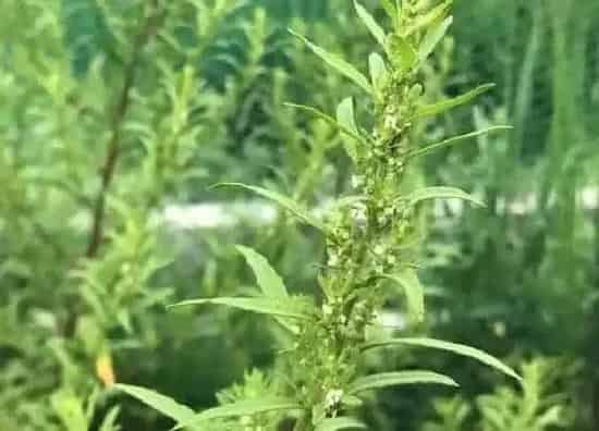 开花时间|艾草什么时候开花 开花是什么样子