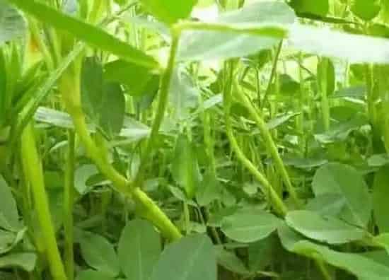 种植管理|秧草几月份种植合适