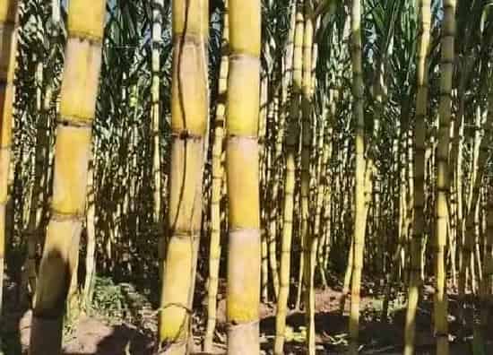 植物种类|甘蔗是单子叶植物吗