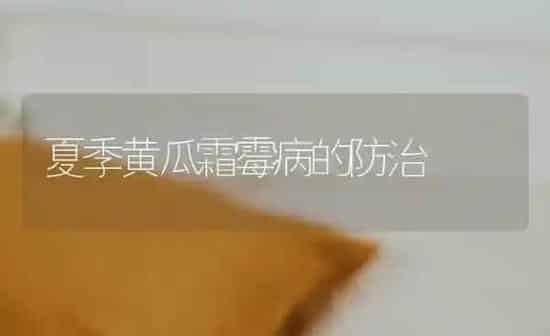 夏季黄瓜霜霉病的防治 | 蔬菜种植