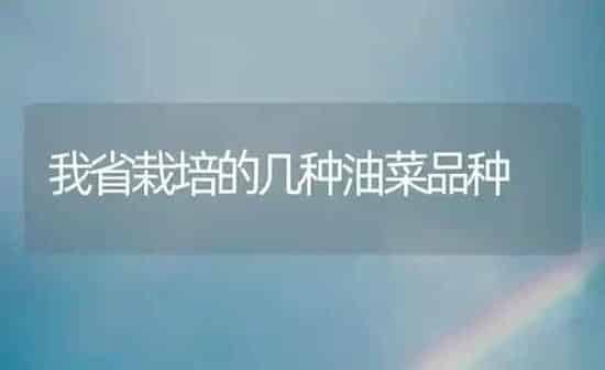 我省栽培的几种油菜品种 | 粮油作物种植