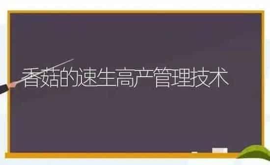 香菇的速生高产管理技术 | 食用菌种植