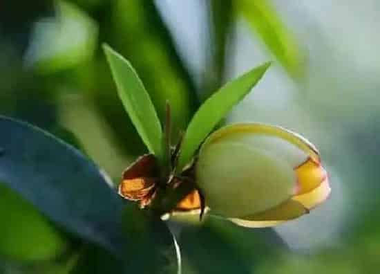 种植管理|含笑花摘心打顶时间与方法