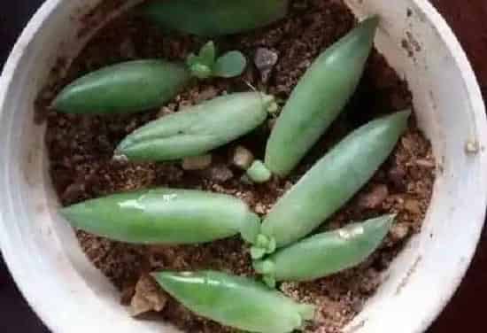 植物移栽|多肉怎么分株图解 分株时间及繁殖方法