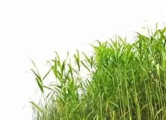 植物种类|芦苇是被子植物吗