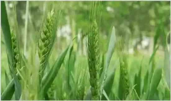 小麦出苗不齐的原因及防治技巧 | 种植技术