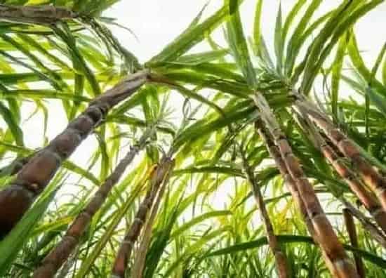 植物种类|甘蔗是单子叶植物吗