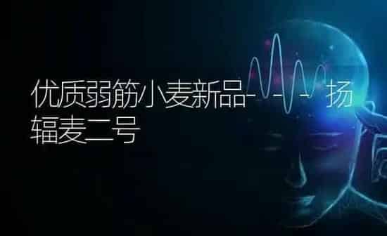 优质弱筋小麦新品---扬辐麦二号 | 粮油作物种植