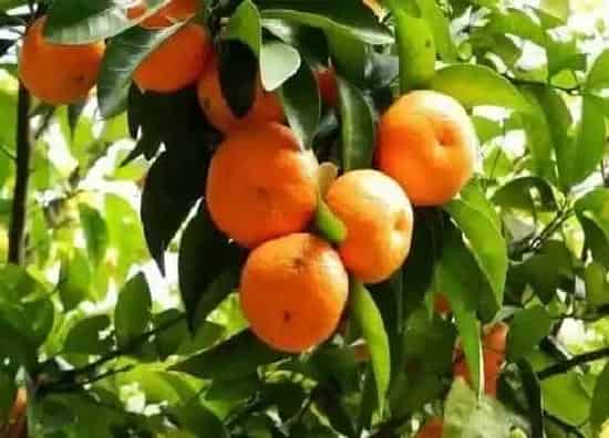 种植管理|桔树几年结果实