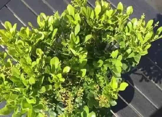 植物百科|米兰开花吗 一般多久开花一次
