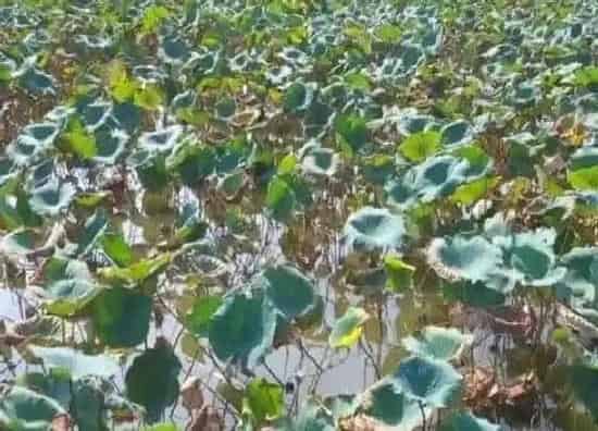 种植方法|藕的种植方法和时间