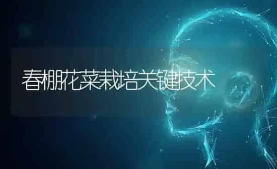 春棚花菜栽培关键技术 | 蔬菜种植