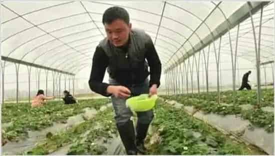 草莓冬季该怎么施肥？施肥量及时间把握 | 种植病虫害