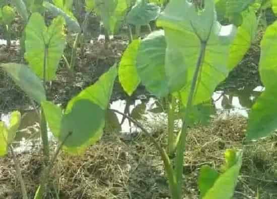 果实成熟|芋头多久成熟 生长期要多长时间