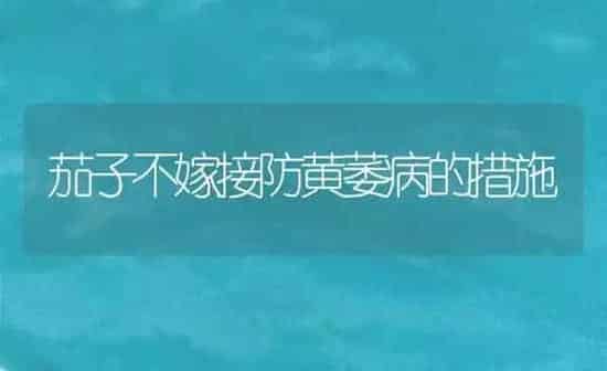 茄子不嫁接防黄萎病的措施 | 蔬菜种植