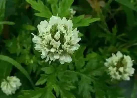 开花时间|艾草什么时候开花 开花是什么样子