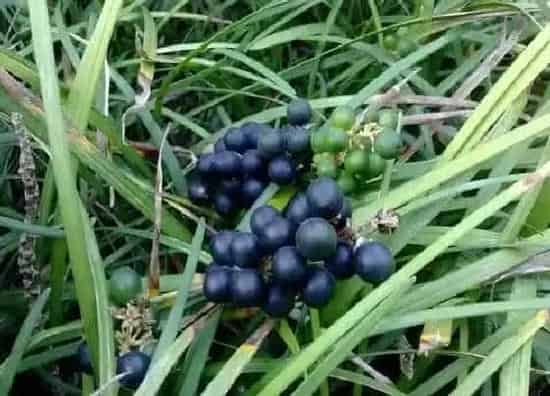 果实成熟|麦冬几月份收获（麦冬什么时候种植什么时候收获）