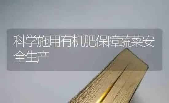 科学施用有机肥保障蔬菜安全生产 | 蔬菜种植