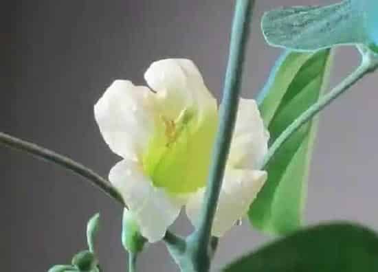 植物百科|富贵树会开花吗 花是什么样子的