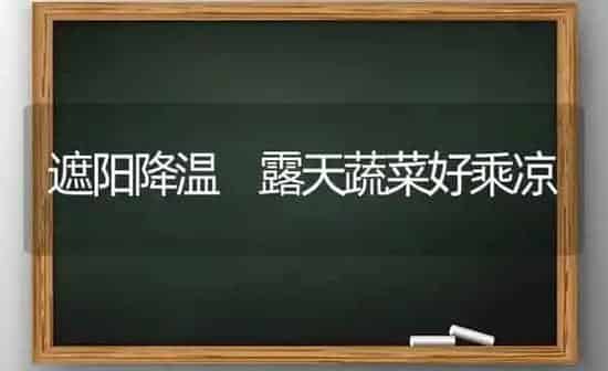 遮阳降温 露天蔬菜好乘凉 | 蔬菜种植