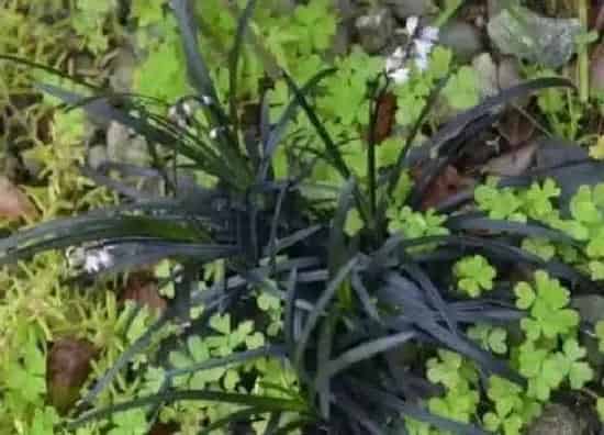 功效常识|接骨木的功效与作用